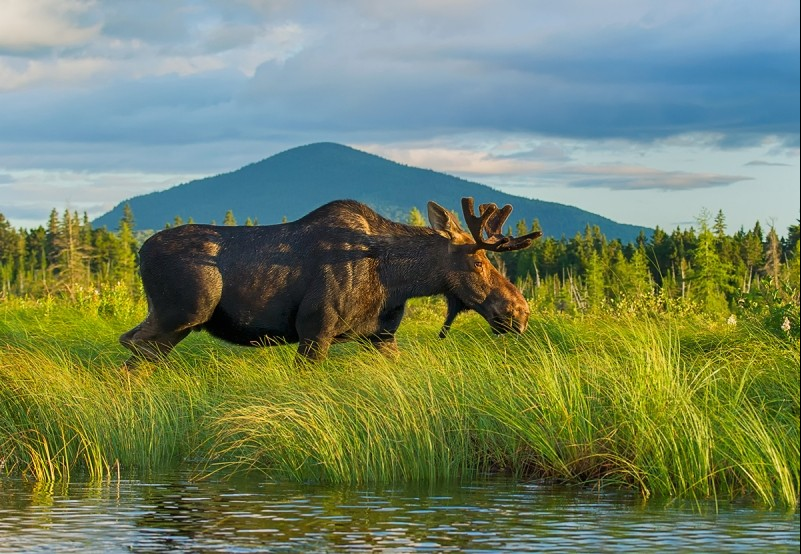 Baxter state park moose tad cummins elizabeth thomas